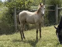 घोड़ा, Kentucky mountain daddle horse — फ़ोटो 6