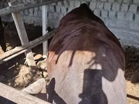 Buğa, Red Estonian cattle — foto 1