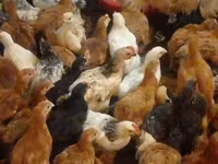 Chickens — foto 1