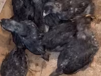Australorp — foto 2