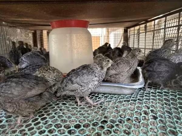 Quails