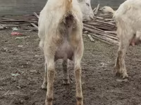 Koza, Saanen goat — foto 5