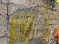 Qefesler yumru qirmizi 30 Azn obirler 20-15 Azn — Foto 5