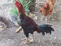 Chickens — फ़ोटो 1