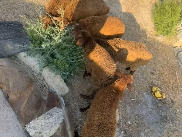 Sheep, Sheep