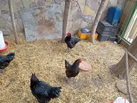 Chickens — photo 6