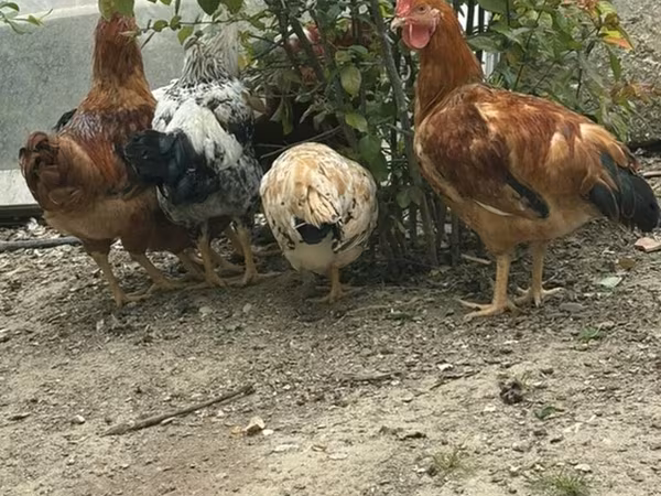 Chickens — Azerbaijan