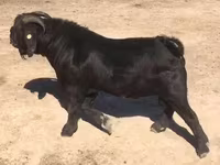 Koza, Boer goat — foto 3