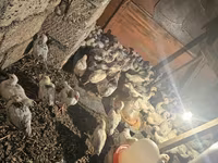 Chickens — foto 3