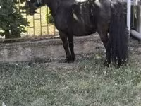 Cavalo, Australian Pony — foto 4