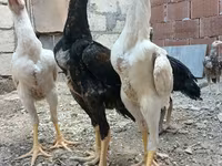 Chickens — photo 1