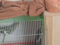 Məhsul: Nimfa (Cockatiel) tutuquşuları və qəfəs dəsti Təsvir: - 2 — 照片 1