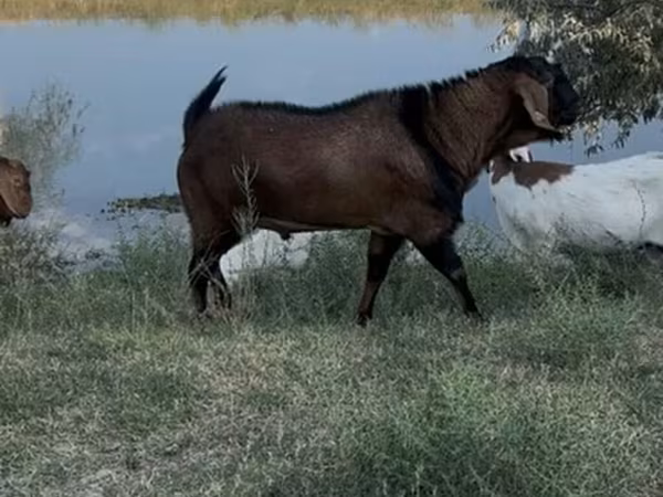 تيس, Nubian Goat