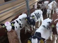 ثور, Simmental cattle — الصورة 5