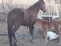 Кобила, Horse breed — фото 6