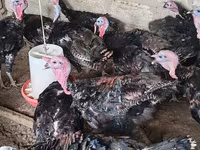 Turkeys — photo 2