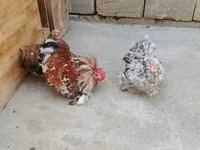 Chickens — photo 2