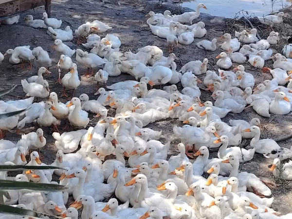 Ducks — Azərbaycan