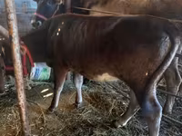 Cow, Russian Black pied cattle — photo 3