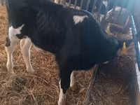 Buğa, Simmental cattle — foto 2