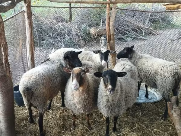 Qoyun, Romanov sheep