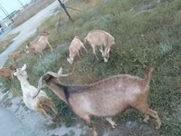 Goat, Alpine goat — photo 2