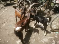 Dişi keçi, Black Bengal goats — foto 2