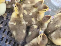 Ducks — foto 3