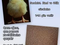 Artıq daimi istifadə üçün Kənd Toyuğu. Serebrist. Qaz. Ördək — 照片 2
