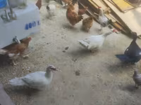 Ducks — photo 1
