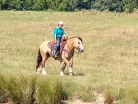 At, Gypsy horse — foto 8