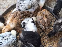 Chickens — photo 3