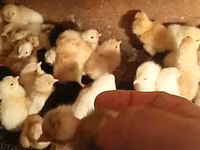 Chickens — Foto 1