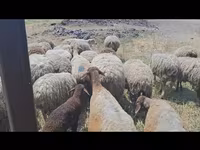 Sheep, Sheep — photo 3