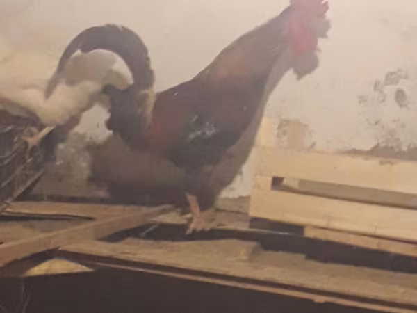 Chickens