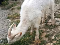 Ziegen (Partie, Geschlecht nicht angegeben), Saanen goat — Foto 1