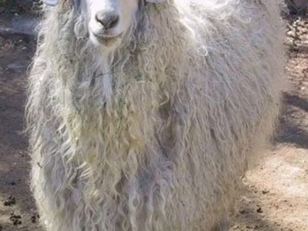 Cabras (lote, sexo não especificado), Angora goats