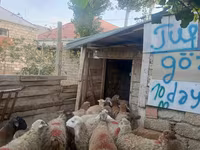 Qoç, Qoyunlar — foto 1