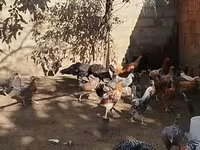 Chickens — photo 3