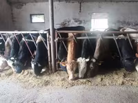 Bulle, Russian Black pied cattle — Foto 3