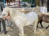 Caballos (lote, sexo no especificado), Australian Pony — foto 4