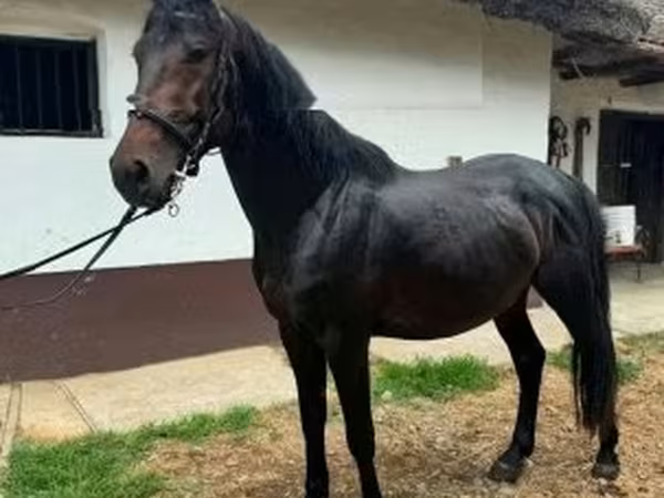 Horse (M), Kisber felver