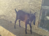 Keçi, Nubian Goat — foto 5