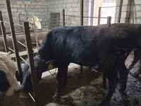 Buğa, Aberdin – Angus — foto 8
