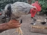 Chickens — photo 2