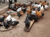 Chickens — Foto 3