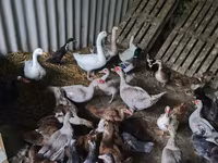 Ducks — photo 2