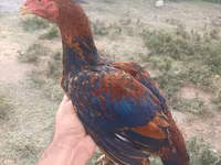 Chickens — 照片 1
