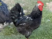 Chickens — photo 1