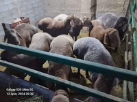 Ram, Sheep — photo 3